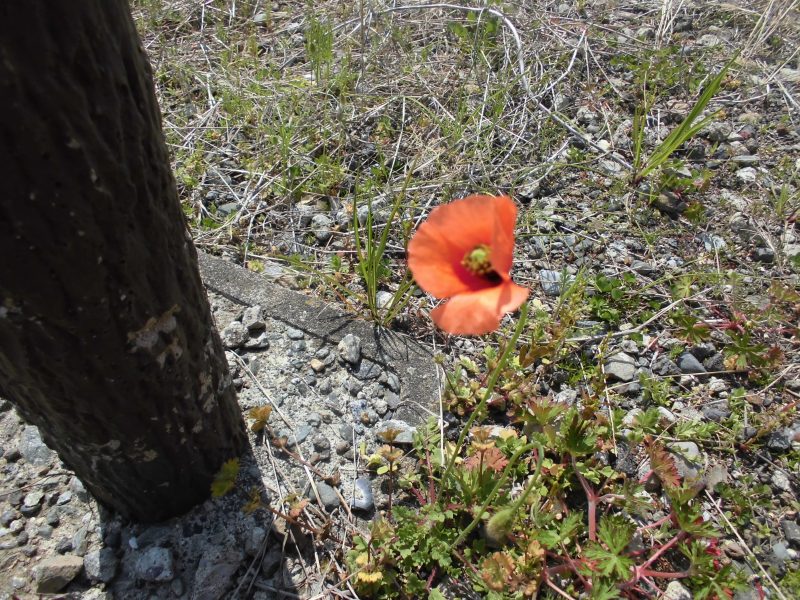 【小規模保育園　:　小田原園　】?新入園児歓迎会　?　避難訓練　
