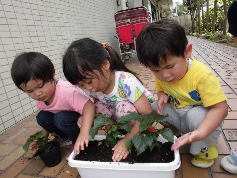 【小規模保育園：小田原園】?野菜と花の栽培?