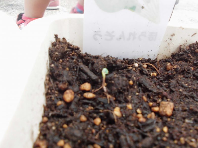 【小規模保育園：小田原園】子どもたちの様子♪