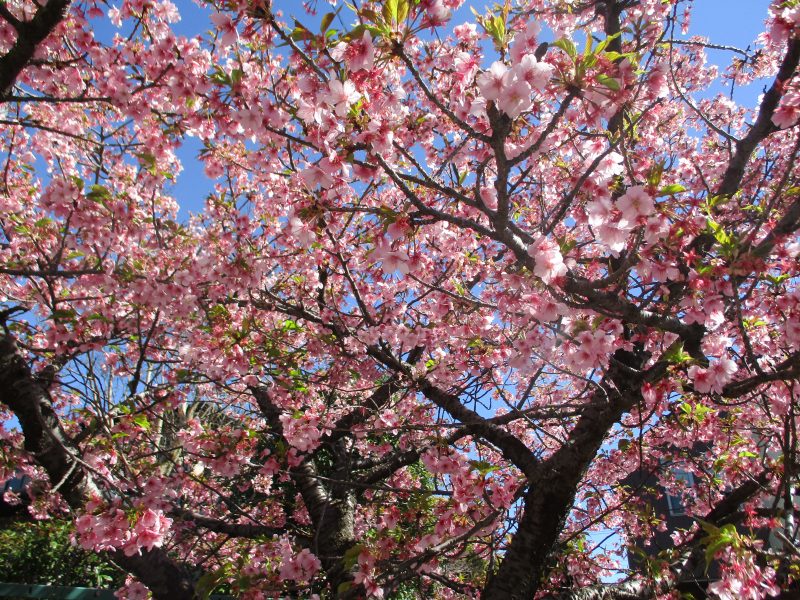 【小規模保育園：小田原園】?ひなまつり会?