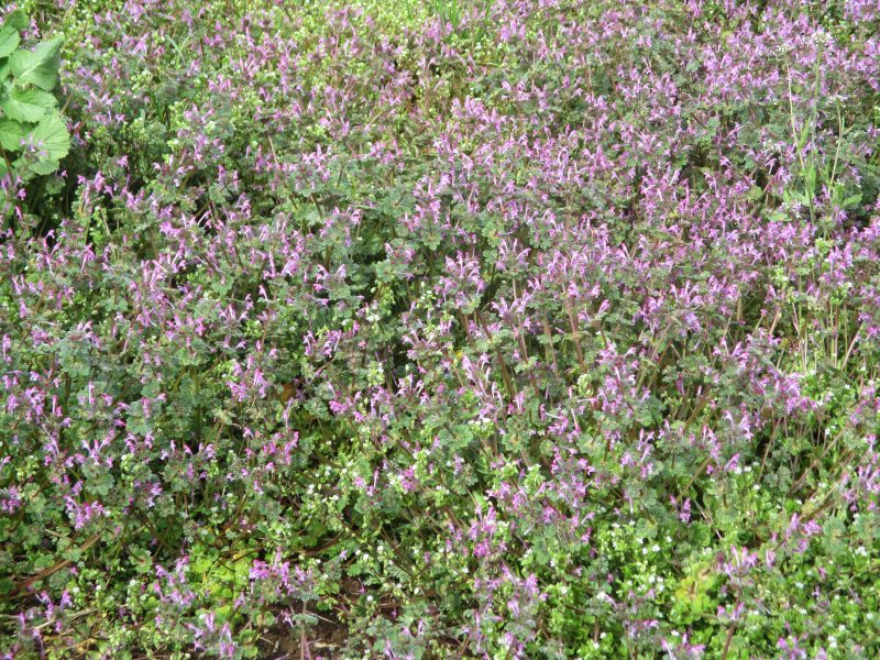 【小規模保育園：小田原園】いちご組の様子?