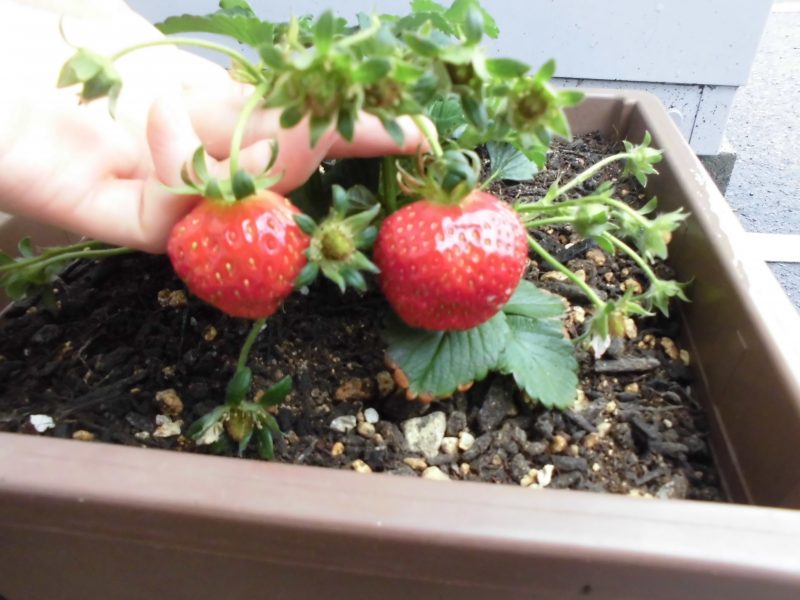 【小規模保育園：小田原園】新年度がスタートして✨