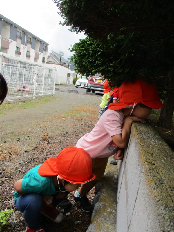 【小規模保育園:小田原園】6月３０日　てんとうむしみーつけた♪