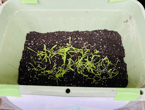 【小規模保育園:小田原園】植栽・食育活動🌼