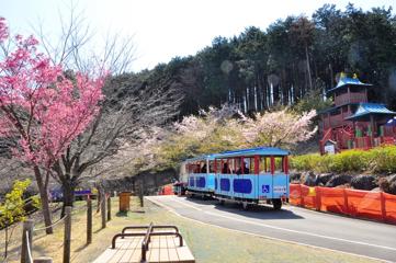 小田原の自然とふれあう！春のおさんぽ・お花見スポット紹介