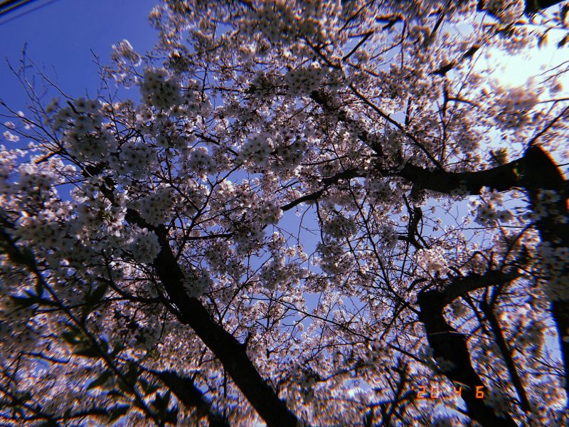 ?お花見をしたよ?