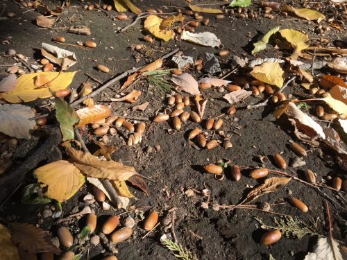 今週はお散歩ウィーク。