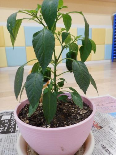 ピーマンの収穫(*’▽’)