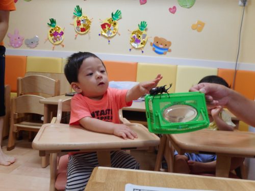 カブトムシ観察(*’▽’)