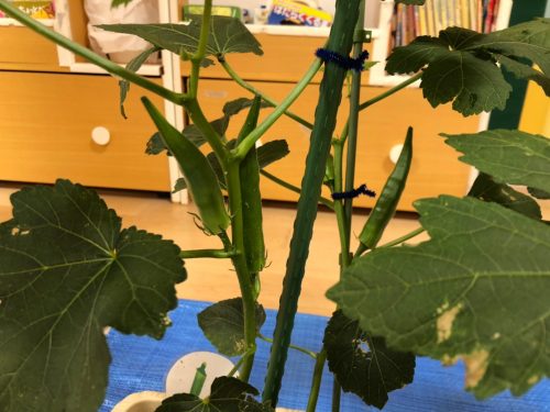 ★オクラ・ラーメン・ちょうちん★