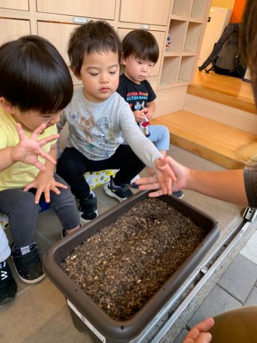 ほうれん草の種まきをしました?