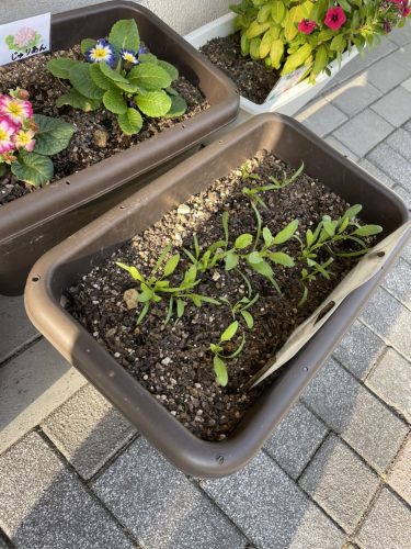 ほうれん草成長中✨