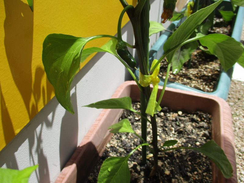 今週のサンライズの子どもたち☆彡