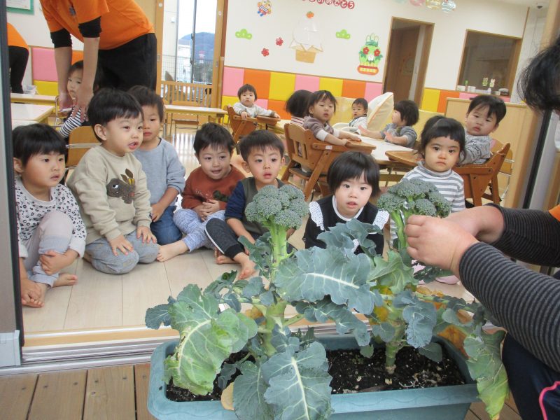 🥦ブロッコリーを収穫しましたよ🥦　📚絵本ブログ㊼📚