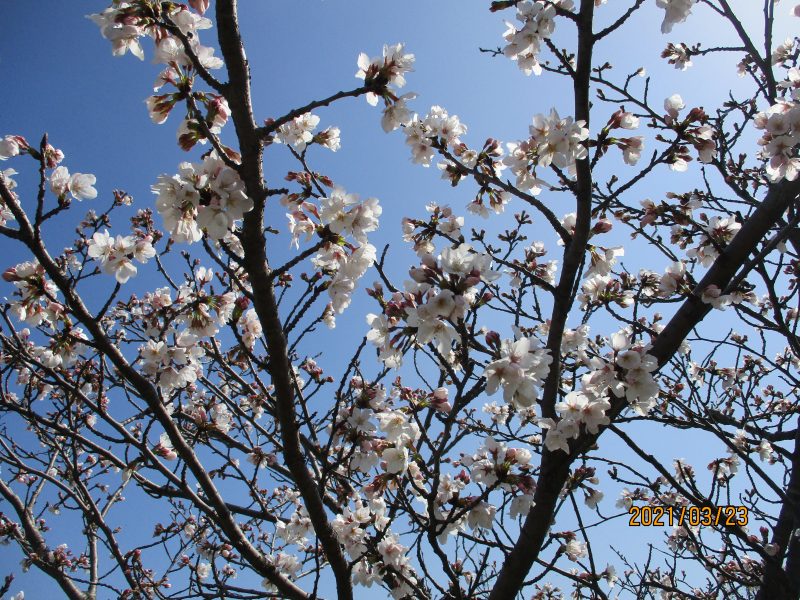 🎈おわかれ会🎈　📚絵本ブログ