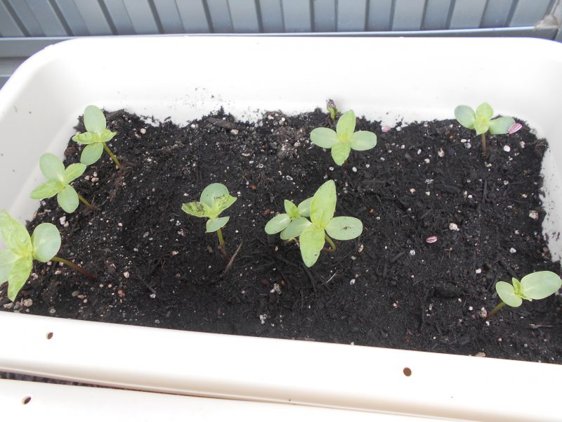 ★今週の子どもたち★