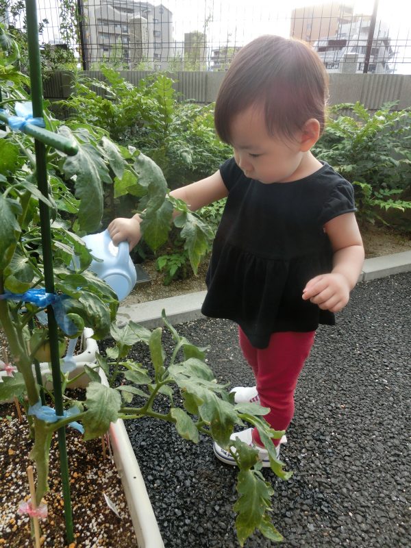 ☆トマトの収穫・絵本タイム☆