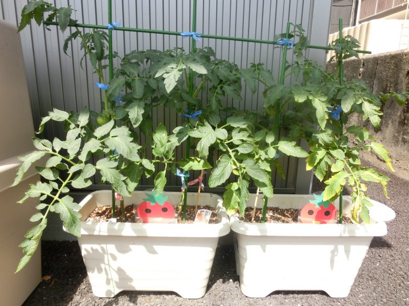 ☆植物のお世話・絵本タイム☆