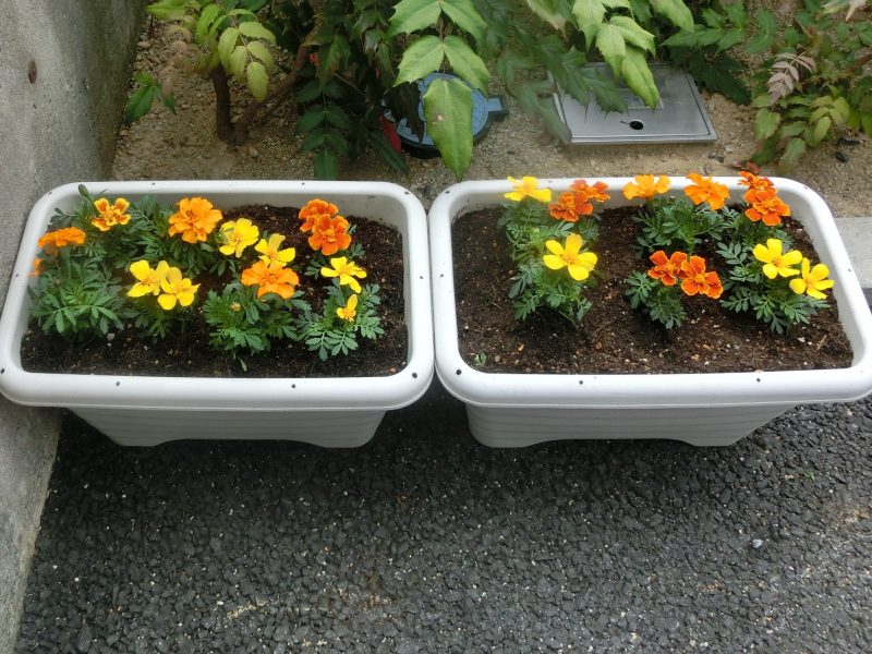 ☆パズル遊びとGW明けの子どもたち☆