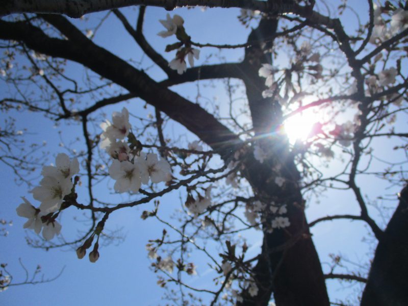 お誕生会?第3回卒園式?