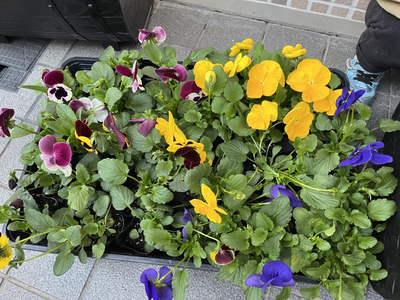 💐お花植えました🤲