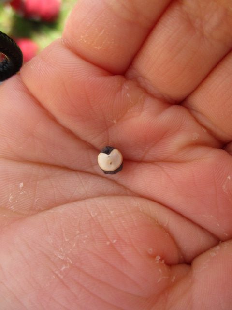 9月25日(水)の給食