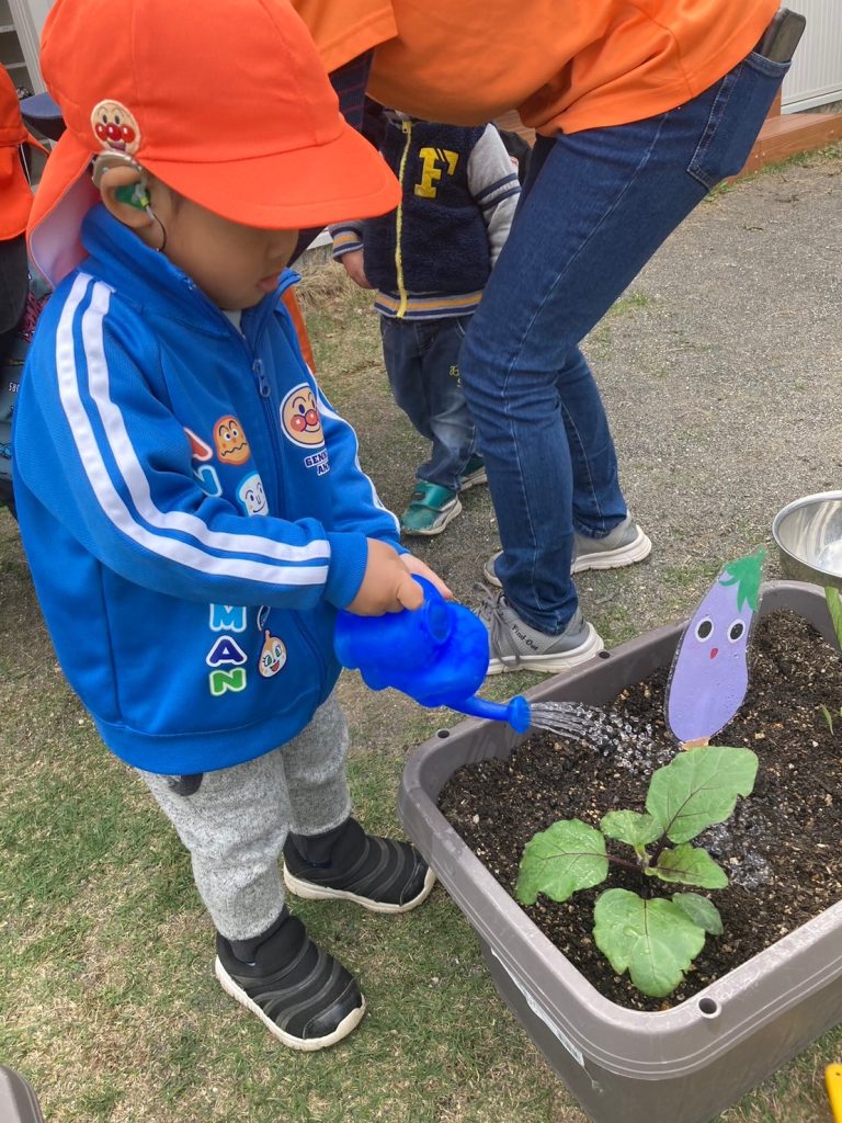野菜の苗を植えました🌱