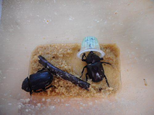 カブトムシがやってきた！