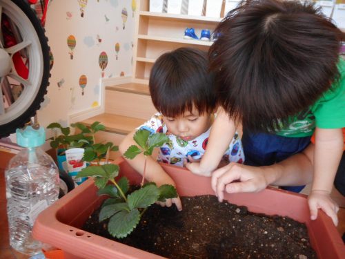 りんごくみさん「いちごの苗植え＆マラカス製作」