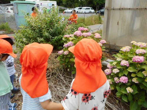 【小規模：津田沼園】今週はあじさいを見に行ったよ♪