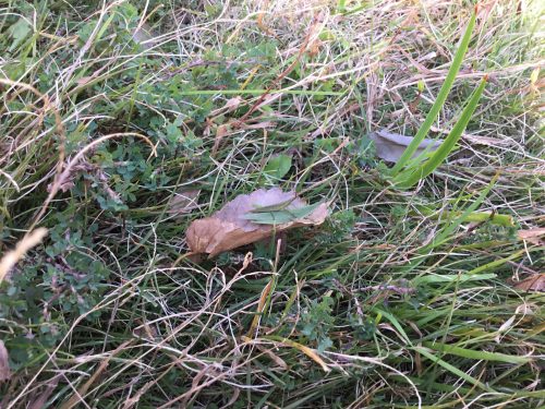 今週もたくさんお外で遊びました♪