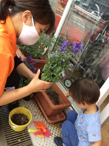 今週はトマトの苗を植えたよ♪