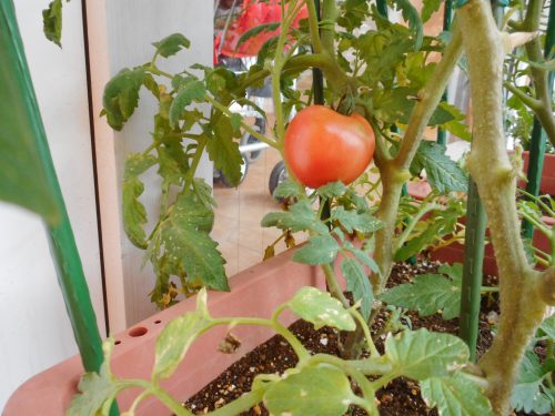 トマトが赤くなったよ♪