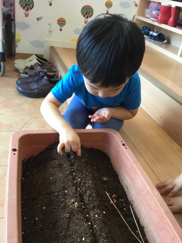 9月の植栽　ほうれんそう♪