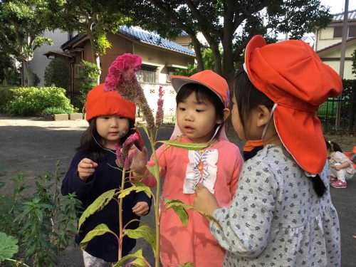 今週の津田沼園♪