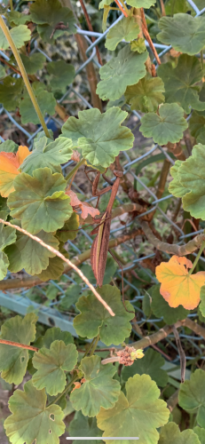 ちいさい秋みぃつけた🍄