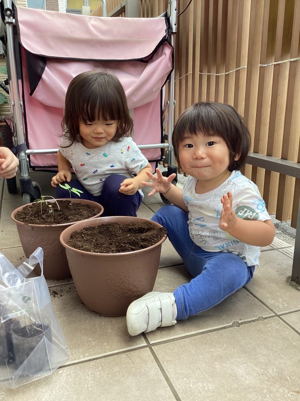 朝顔の栽培🌱時の記念日🕰️✨