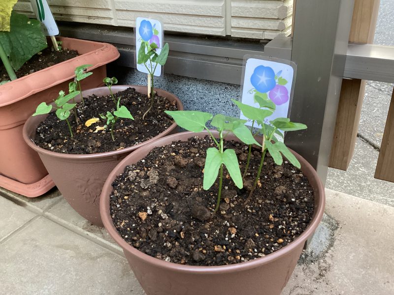 👩‍🍳いちご組食育活動🥬✨&もも組製作活動🎨💕