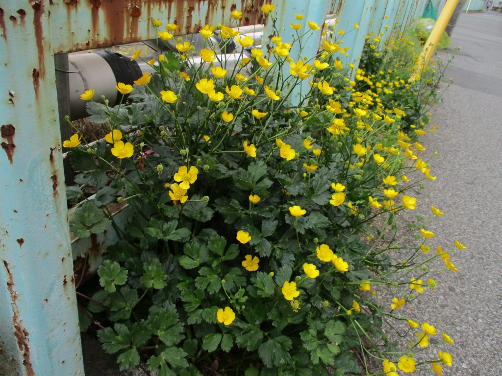 大きな花を咲かせる