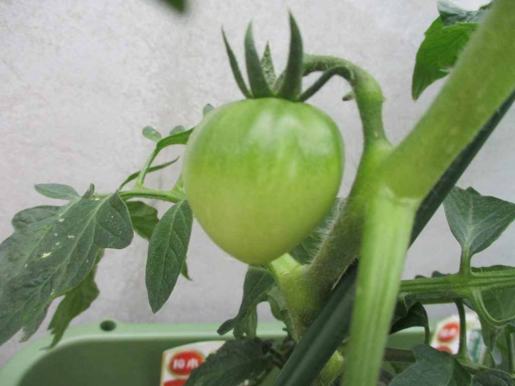 梅雨になったけど