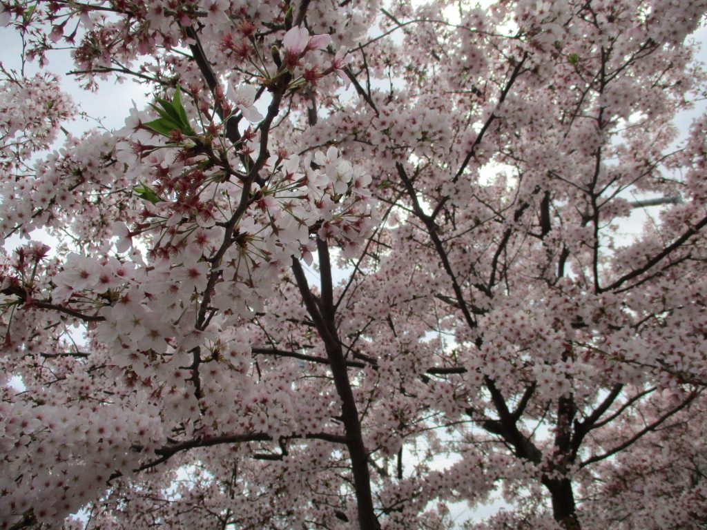 出会いのかけら