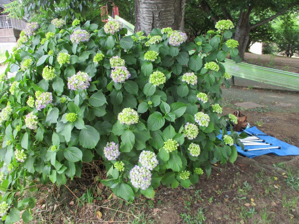「紫陽花と懇談会」