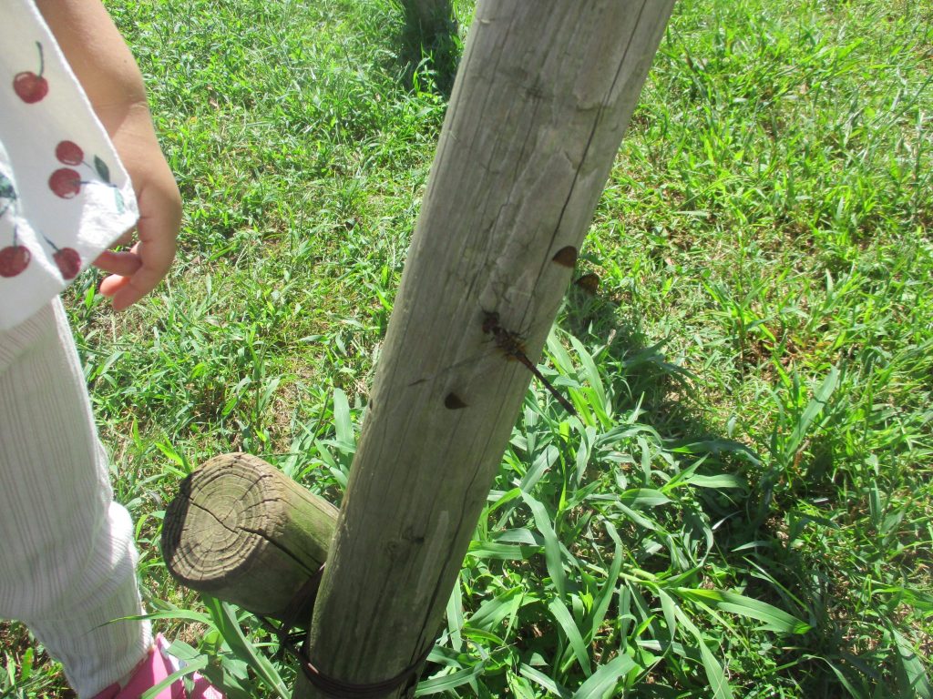 絵本紹介「どんぐりころころ」